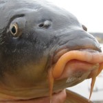 carp.3